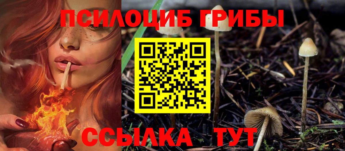 Псилоцибиновые грибы мицелий Санкт-Петербург